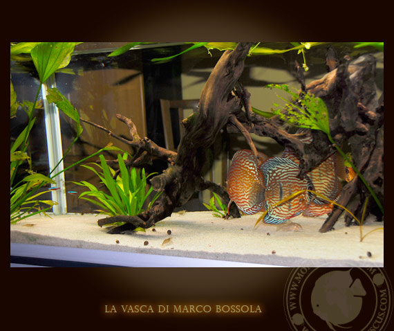 la vasca di marco bossola