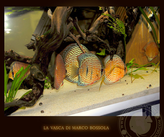 la vasca di marco bossola