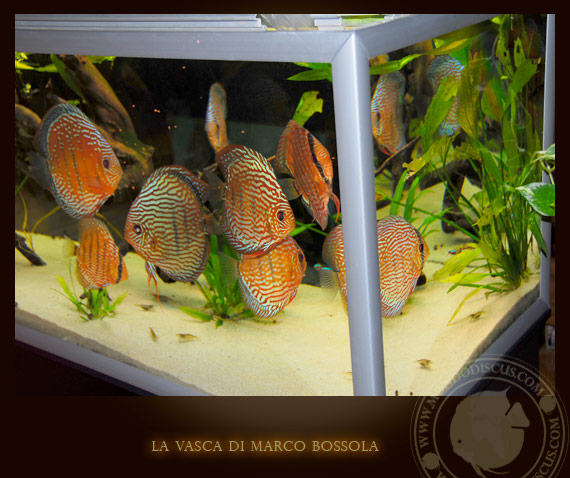 la vasca di marco bossola