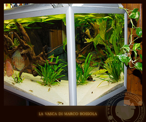 la vasca di marco bossola