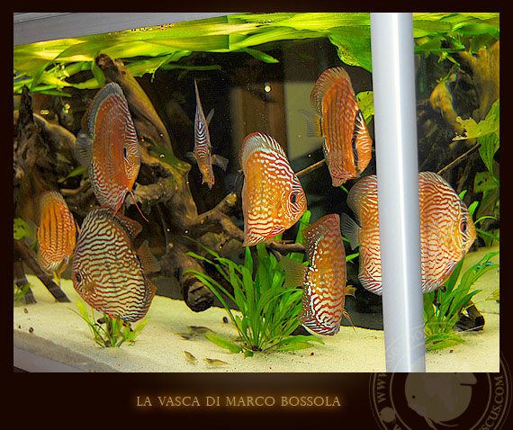 la vasca di marco bossola