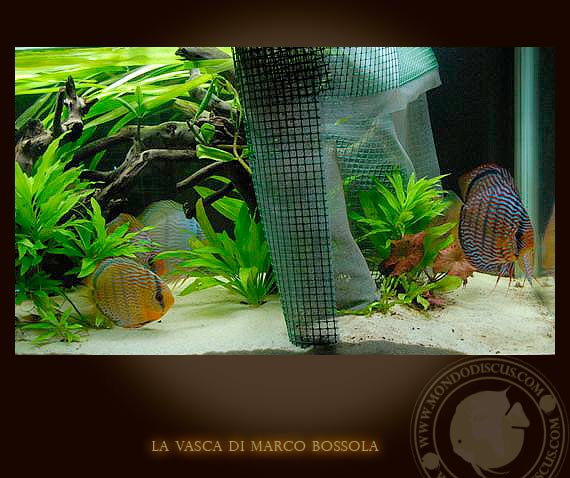 la vasca di marco bossola