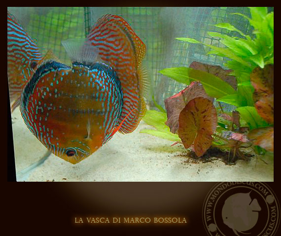 la vasca di marco bossola