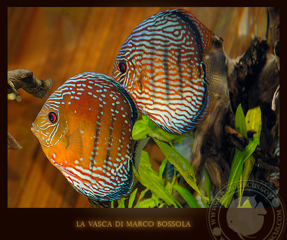 la vasca di marco bossola