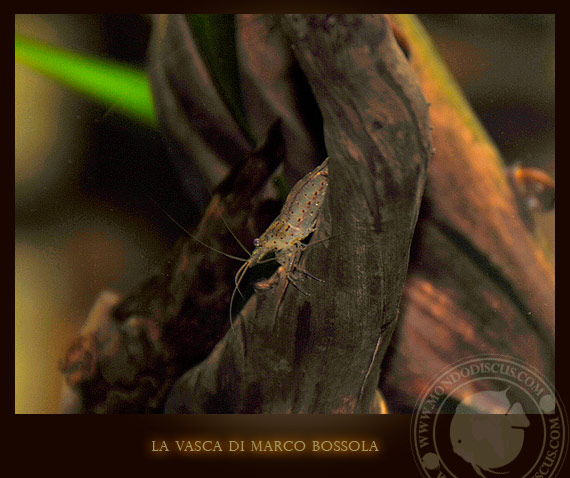 la vasca di marco bossola