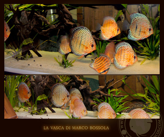 la vasca di marco bossola