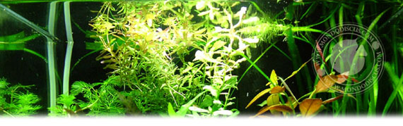 Il caridinaio di William Radice