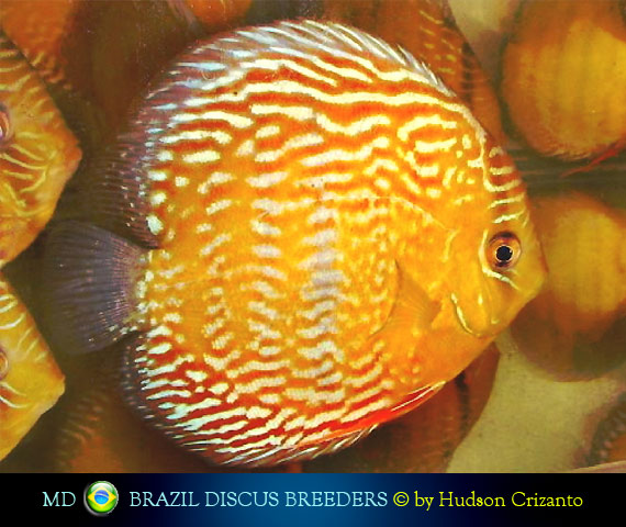 Royal Discus Wild