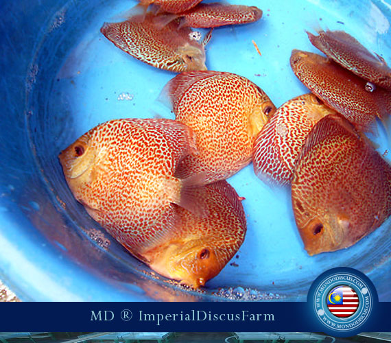 NEW by Malesia: i Discus di Sam Kwan