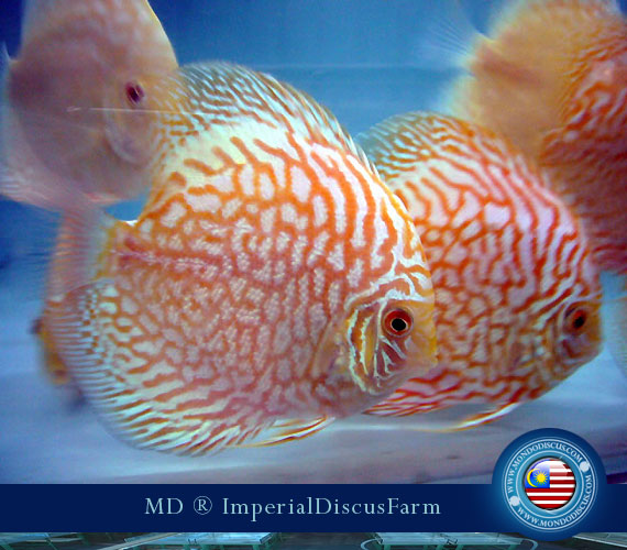 NEW by Malesia: i Discus di Sam Kwan