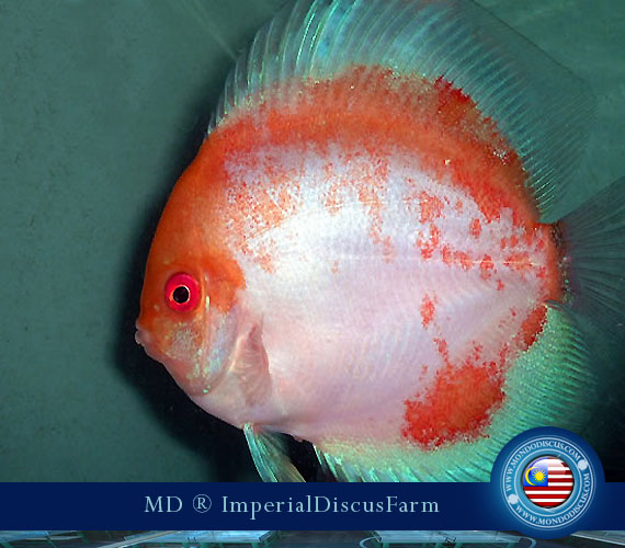 NEW by Malesia: i Discus di Sam Kwan