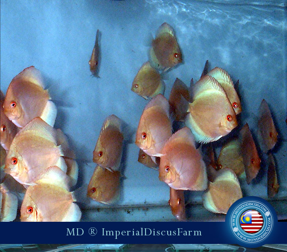 NEW by Malesia: i Discus di Sam Kwan