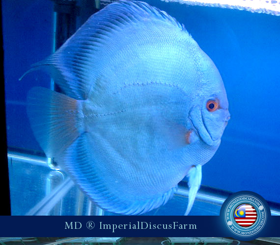 NEW by Malesia: i Discus di Sam Kwan