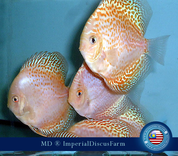 NEW by Malesia: i Discus di Sam Kwan