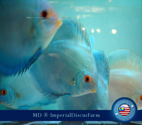 NEW by Malesia: i Discus di Sam Kwan