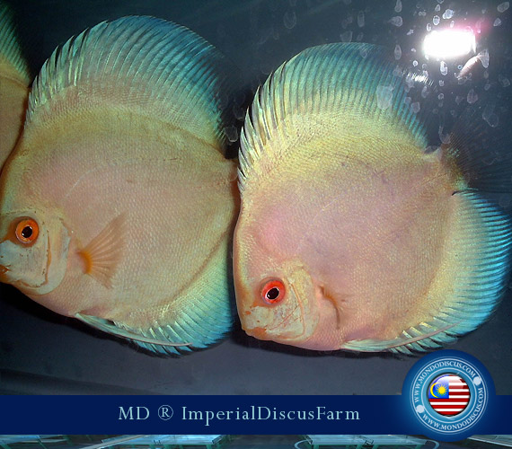 NEW by Malesia: i Discus di Sam Kwan