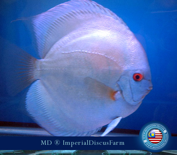 NEW by Malesia: i Discus di Sam Kwan