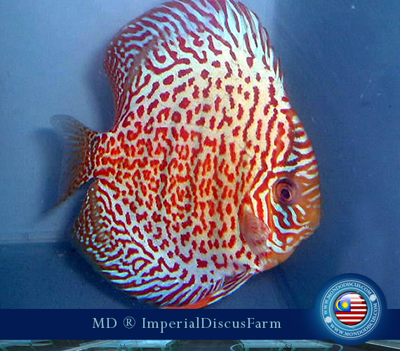 NEW by Malesia: i Discus di Sam Kwan