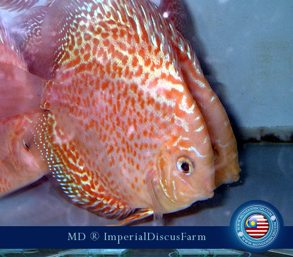 NEW by Malesia: i Discus di Sam Kwan