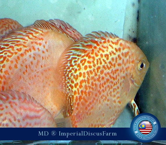 NEW by Malesia: i Discus di Sam Kwan