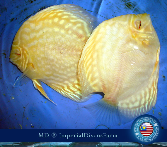 NEW by Malesia: i Discus di Sam Kwan