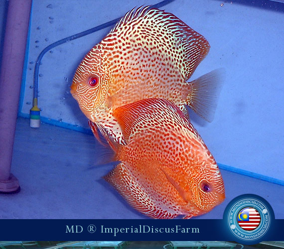 NEW by Malesia: i Discus di Sam Kwan