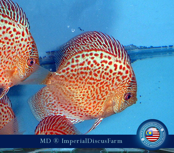 NEW by Malesia: i Discus di Sam Kwan