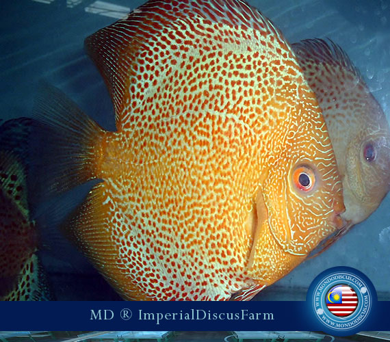 NEW by Malesia: i Discus di Sam Kwan