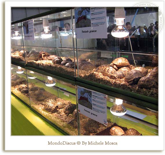 tartarughe al nirm 2008