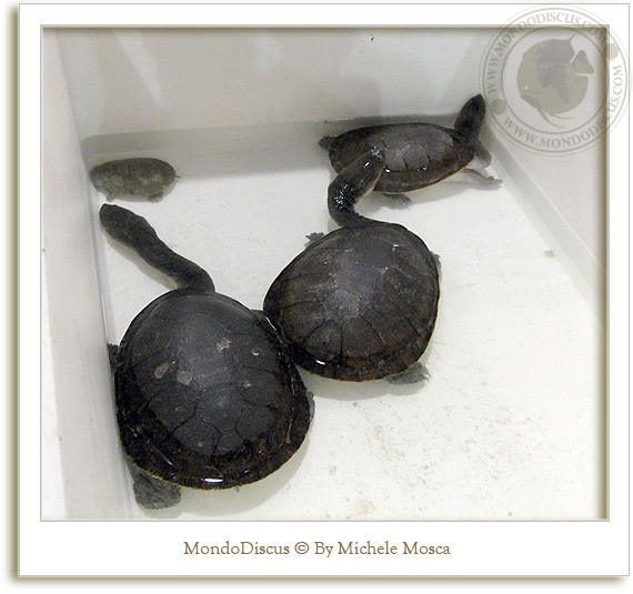 tartarughe al nirm 2008