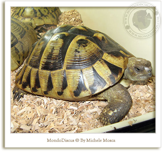 tartarughe al nirm 2008