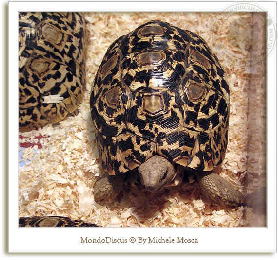 tartarughe al nirm 2008