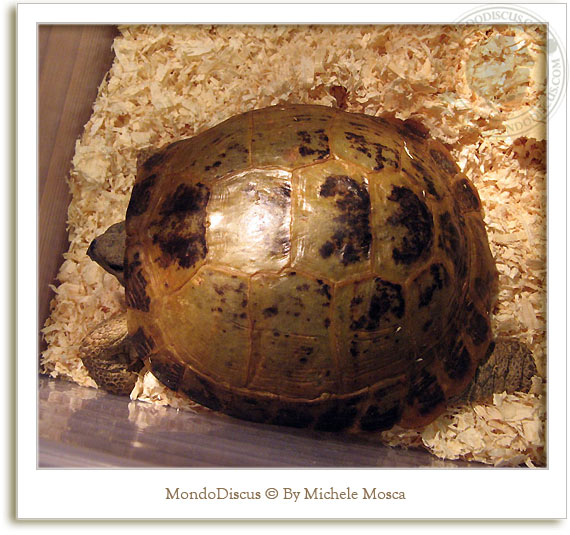 tartarughe al nirm 2008