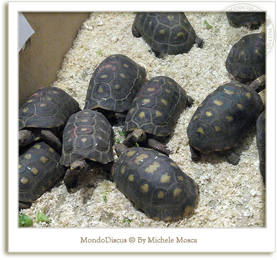tartarughe al nirm 2008