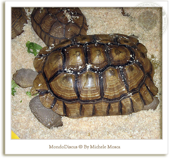 tartarughe al nirm 2008