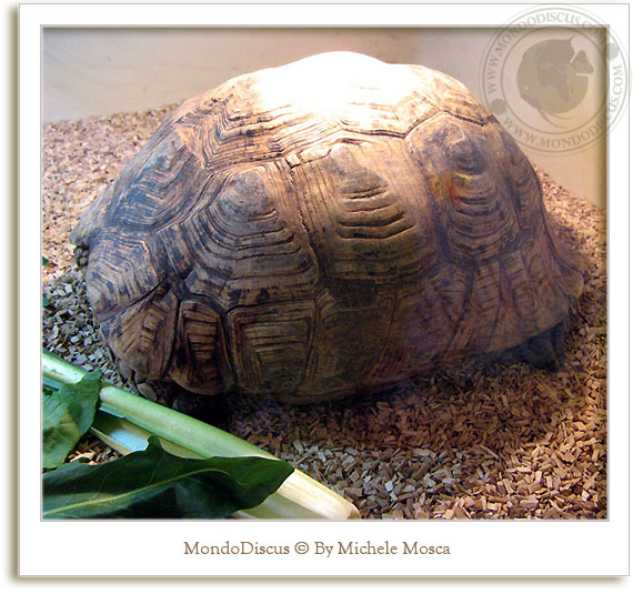 tartarughe al nirm 2008