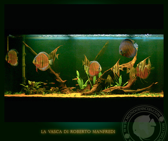 la vasca di discus e altum