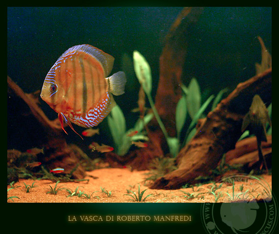 brown discus in vasca