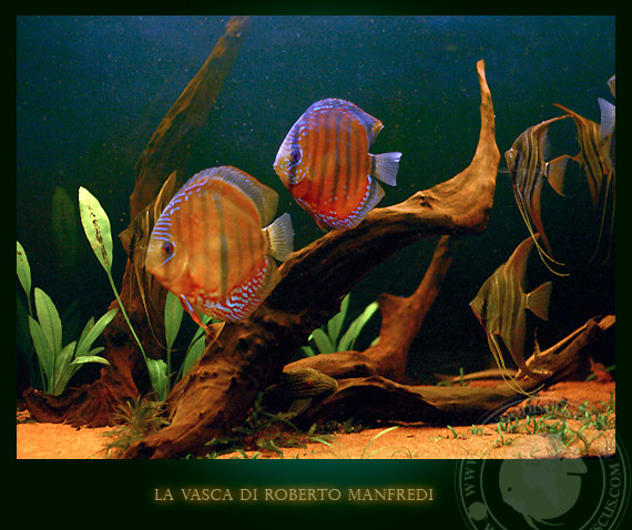 i discus in acquario