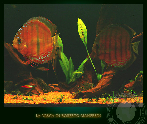 la vasca dei wild discus