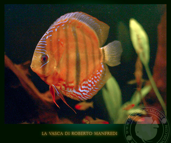discus wild in acquario