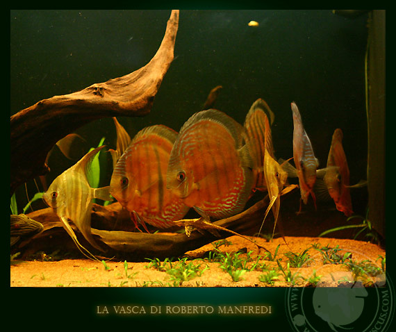 discus wild in acquario