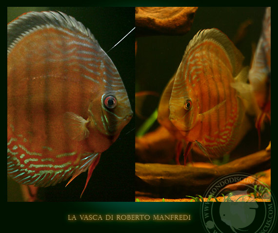 discus wild in acquario