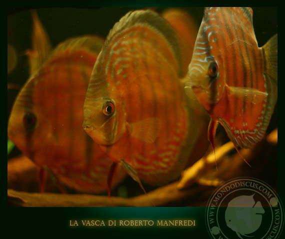 discus wild in acquario