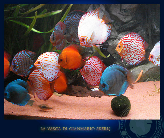 discus in acquario