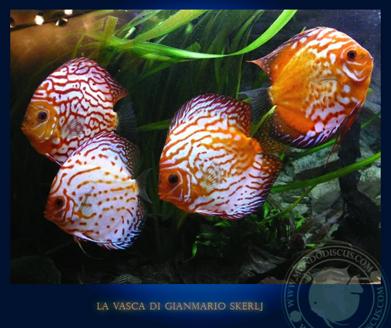 discus in acquario