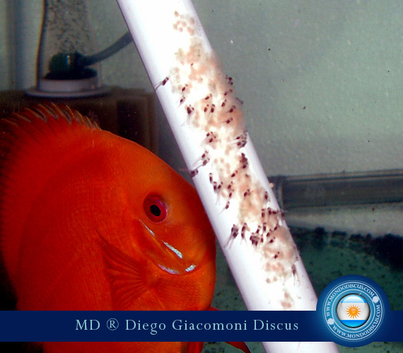 Discus Breeder from Argentina