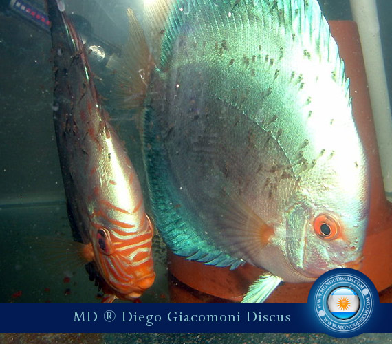 Discus Breeder from Argentina