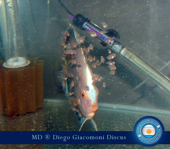 Discus Breeder from Argentina