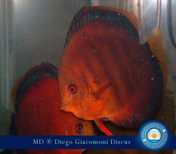 Discus Breeder from Argentina